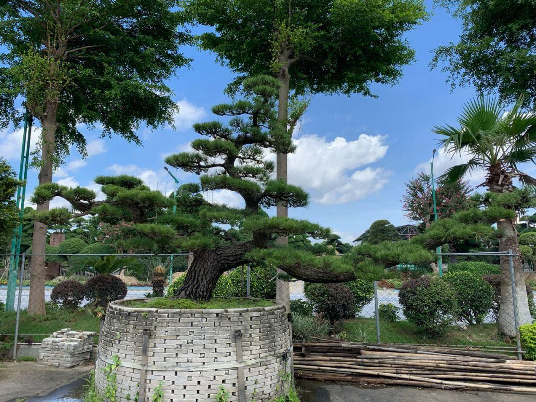 风水学五大镇宅之树——"阳气十足,藏风纳气,辟邪旺财"