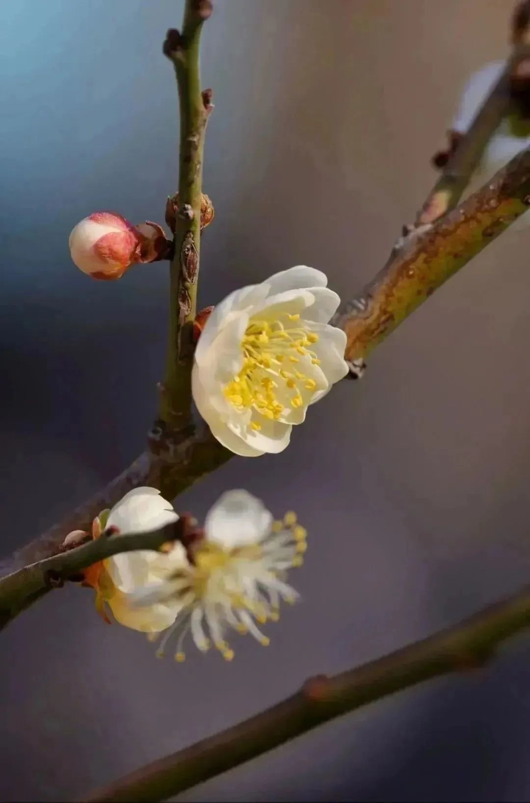 第一支梅花含笑迎春,明城墙遗址公园最佳赏梅期将至