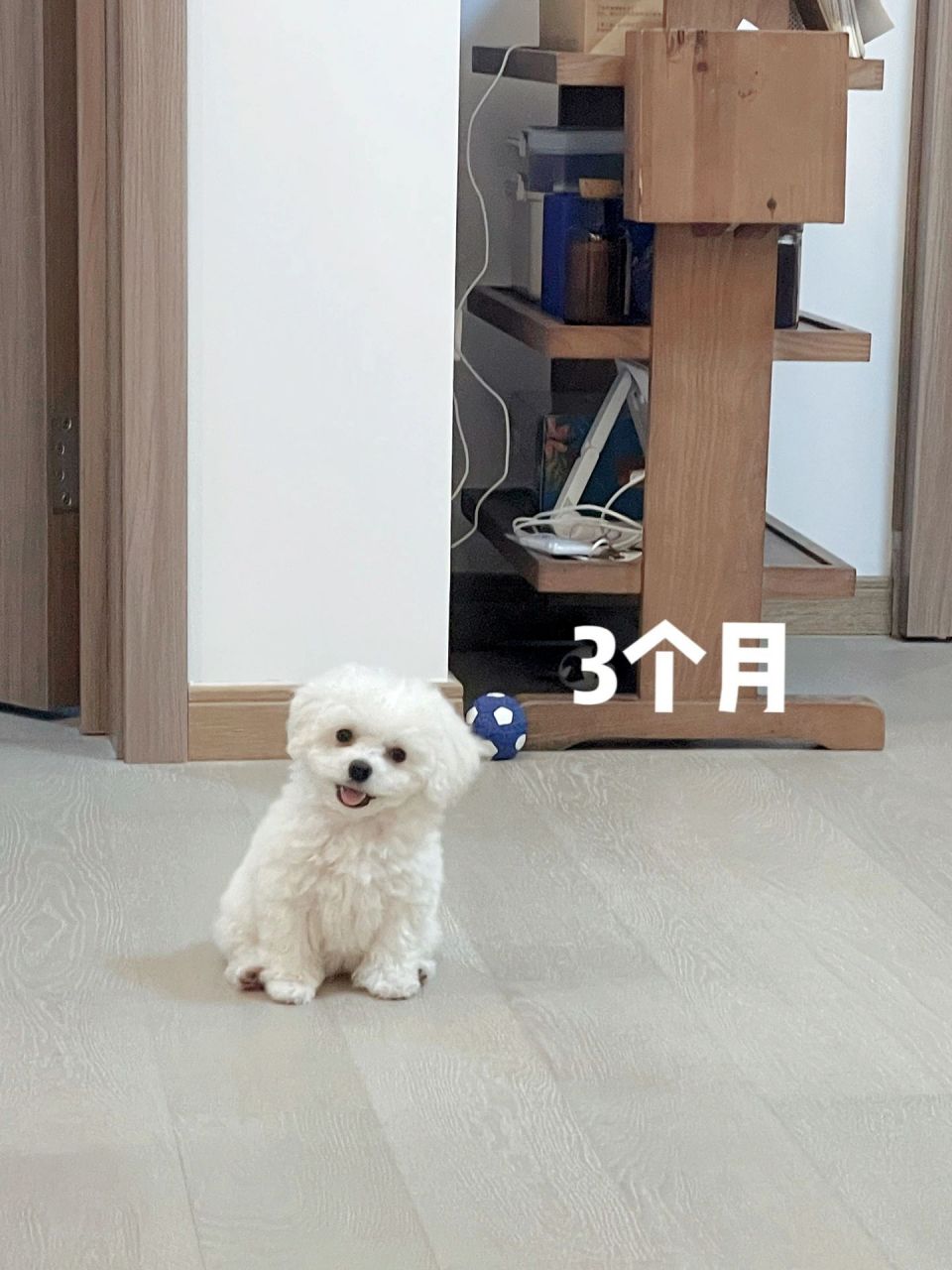 左滑看比熊回家一年的成长变化 三个月到1岁 体重从0.8→4.8kg