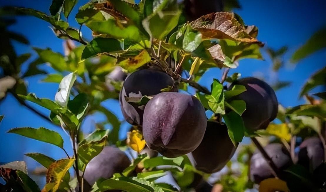 此果树耐寒抗冻,果实甜蜜多汁又营养,全家都能享用