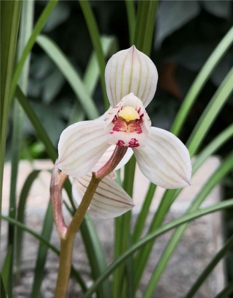 莲瓣名品"双喜荷",花开大气,一茎双花,清香怡人,养兰首选
