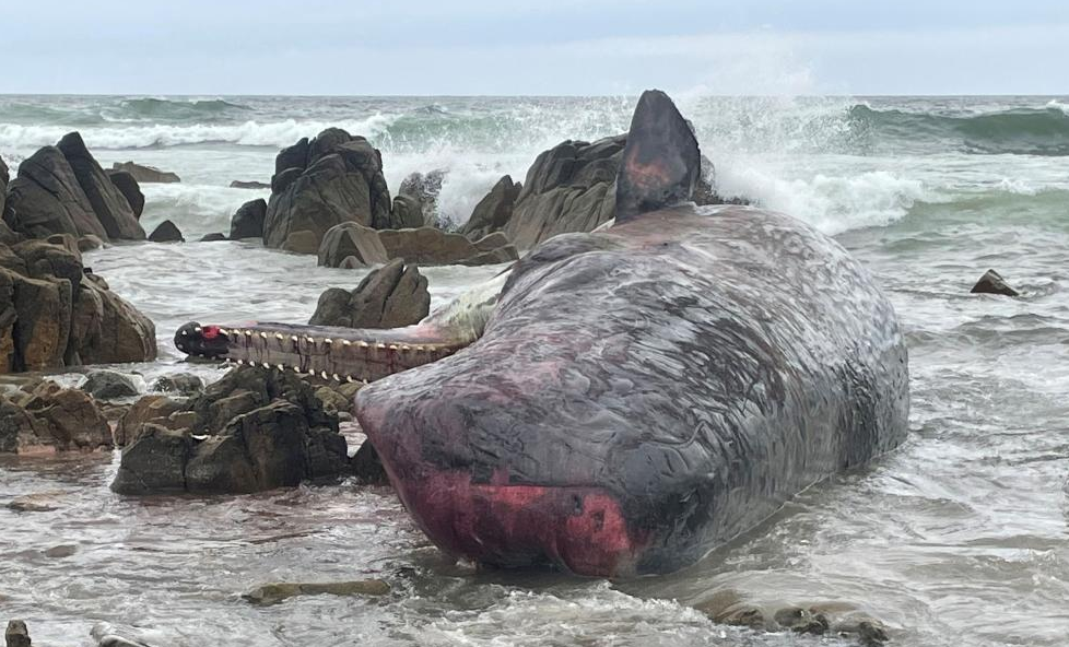 230头鲸鱼离奇集体自杀,躺尸海滩!触目惊心