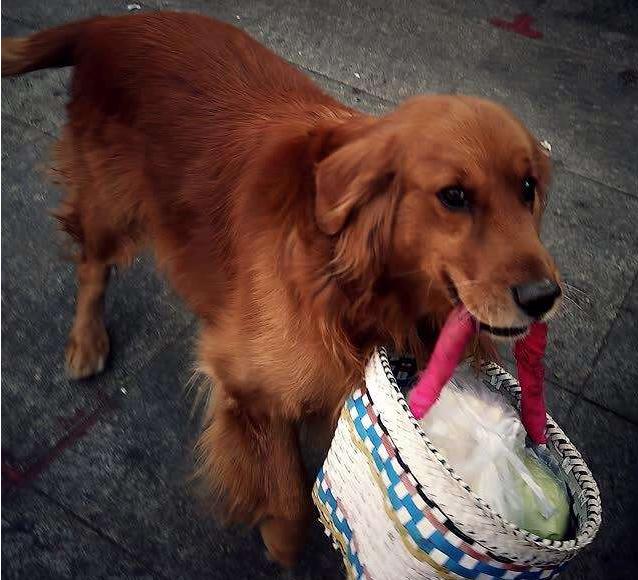 为什么"枫叶红"金毛犬,养的人比较少?原因有5个!