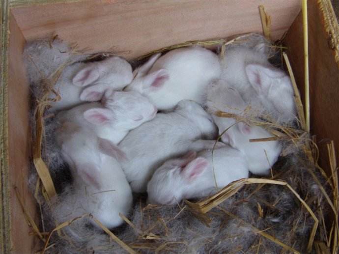 兔子繁殖能力强且好吃,为何没成为人类的主要肉食来源?