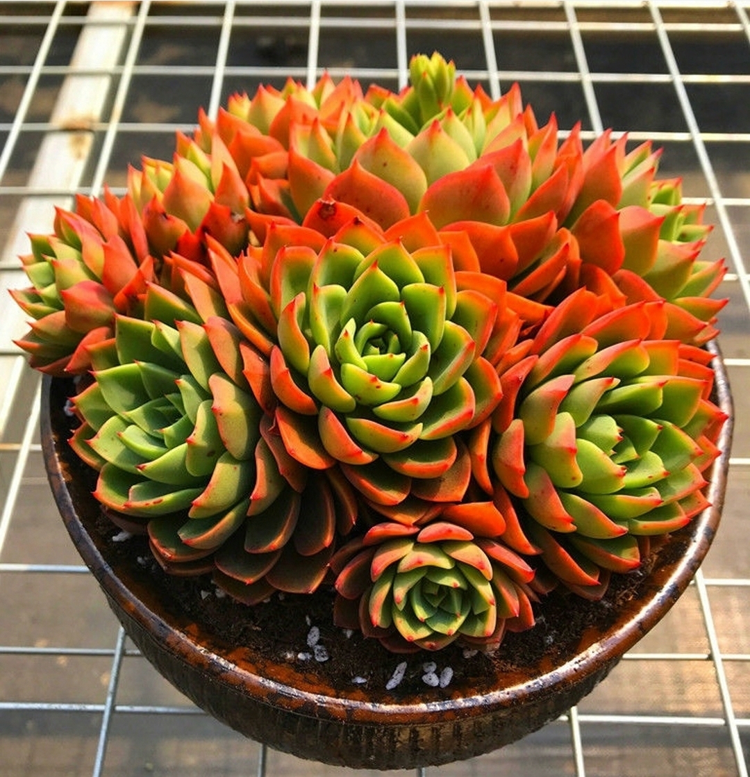 多肉植物的花语心境-肆