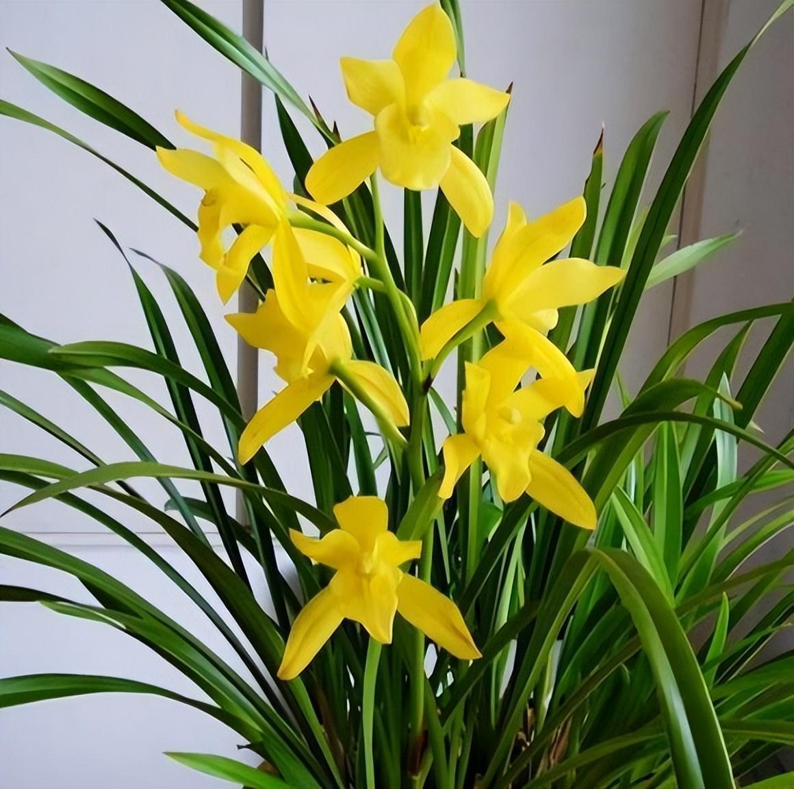 黄金小神童兰花,花色金黄,香气清雅,寓意"金玉满堂"