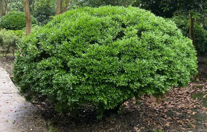 这十几种球状植物漂亮又好养,非常适合花境装扮!