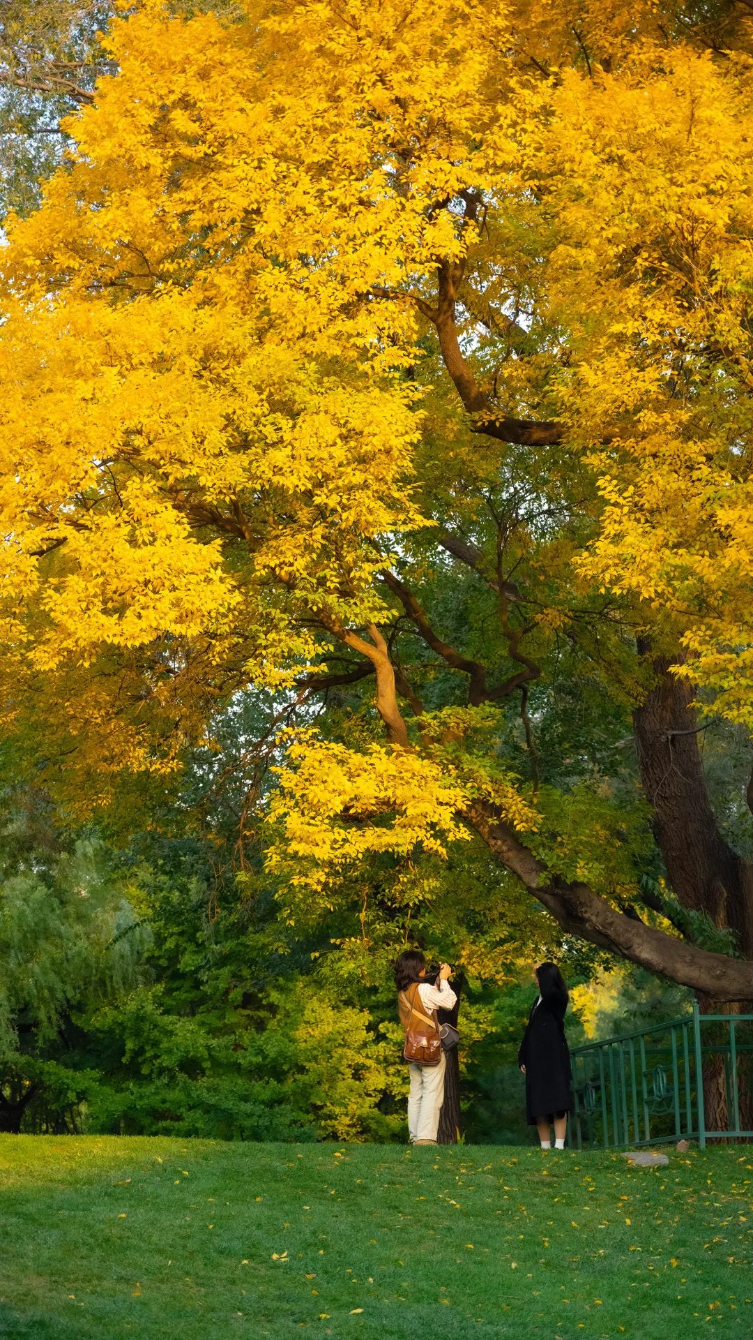 清华大学的秋:噢!叶!