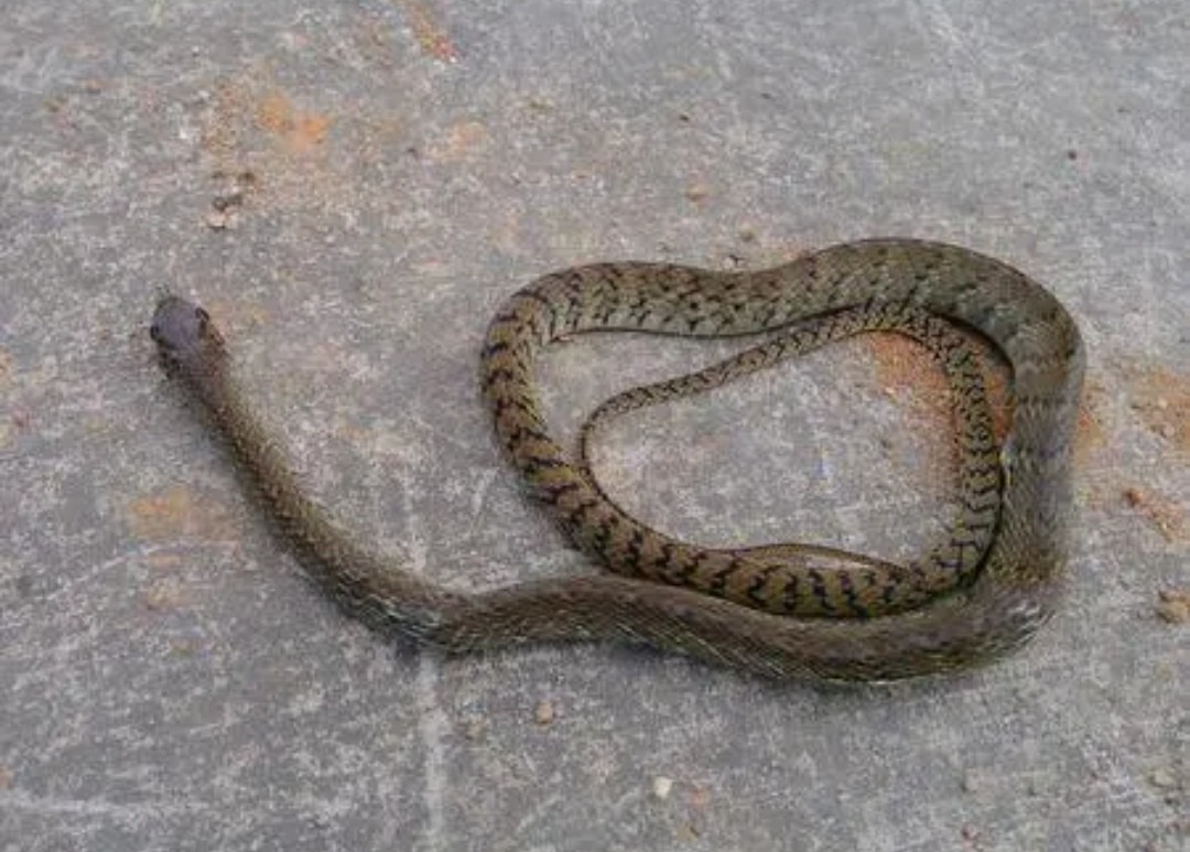 中国生活的无毒,低毒蛇,你的家乡有分布吗?