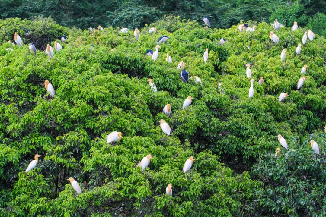 重访鹭鸟庄园:被媒体捧红后,继续孤独打造乐园