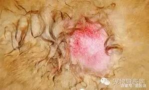 14种宠物常见皮肤病图文大全！（最全版）-16种宠物常见皮肤病图文大全