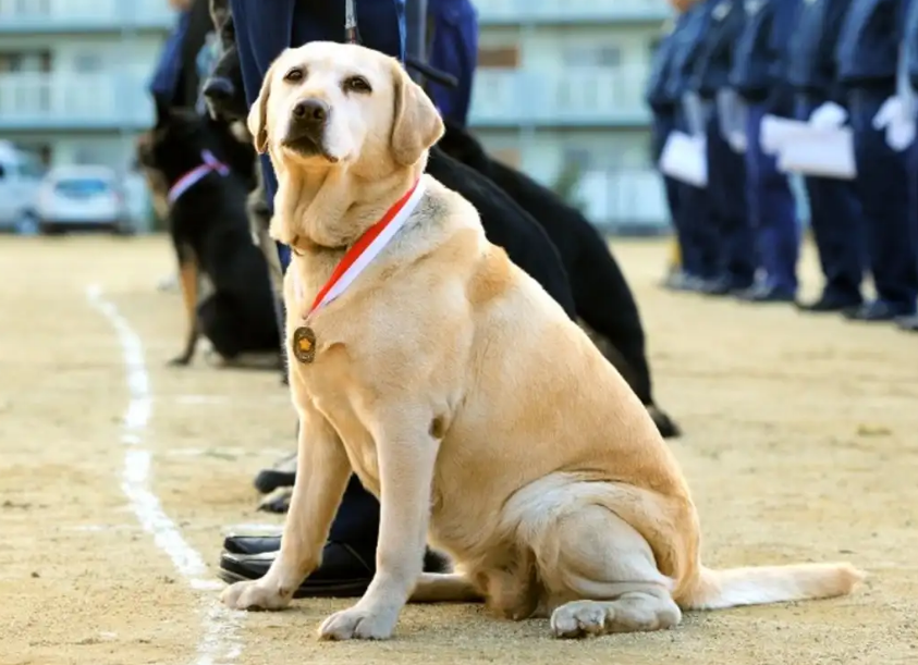 主人的军犬图片