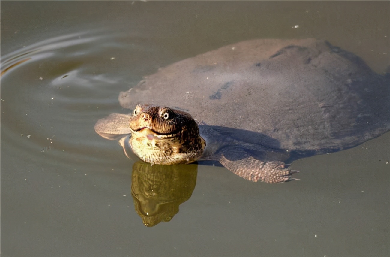 数百万只有毒恒河鳖盘踞印度,本地人不吃,外国人不待见,咋办?