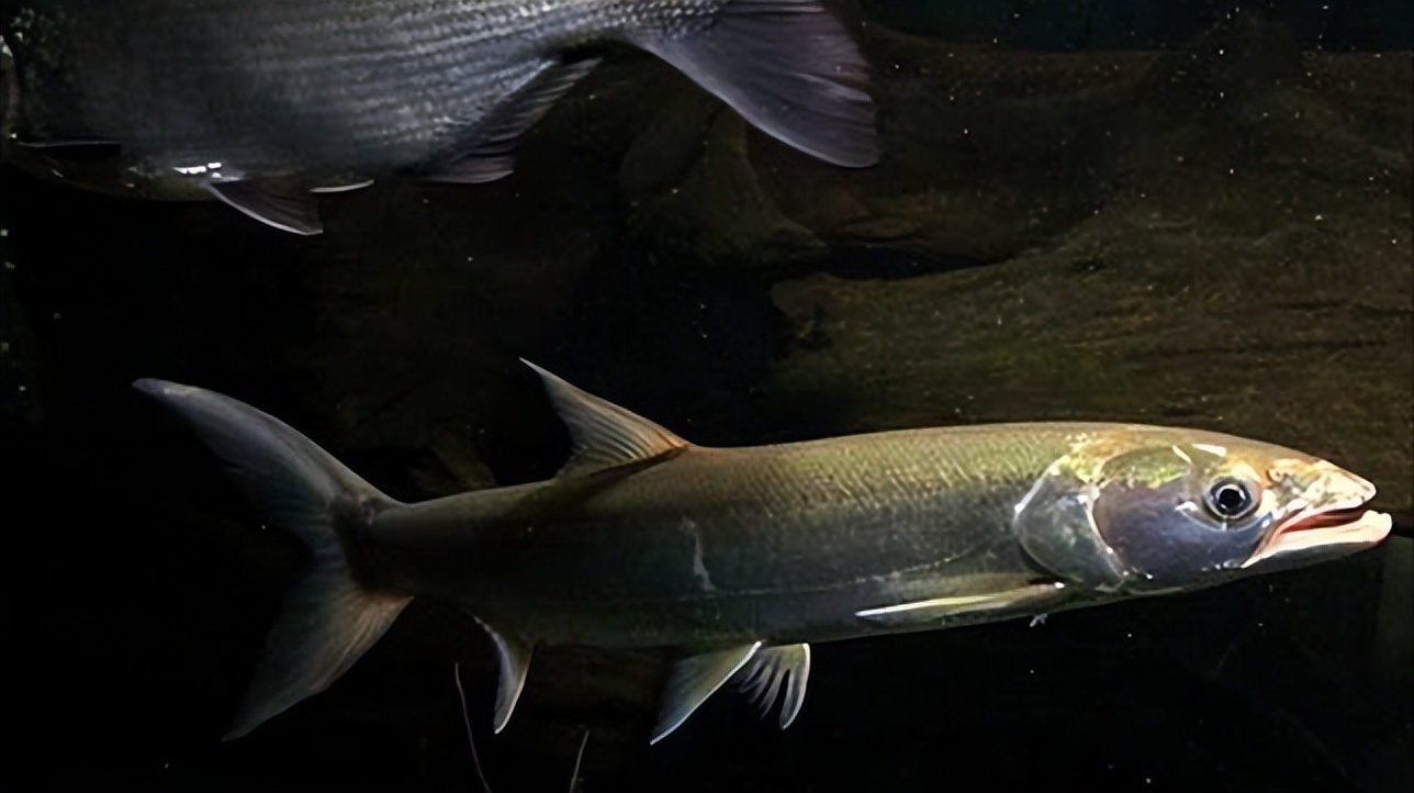 顿感不妙的大鱼此时开始惊慌了起来,打算离开这里,苦苦在小马控制下