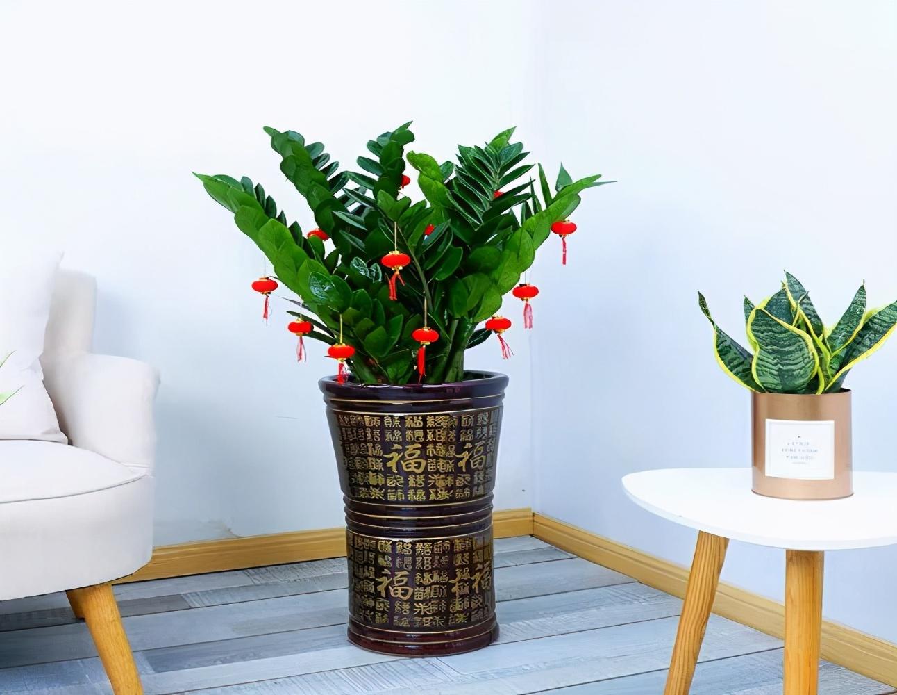 7种植物摆放在客厅,好养又有品味,增加高级感