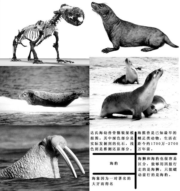 拟海熊兽图片