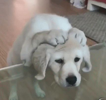 428_402gif 动态图 动图