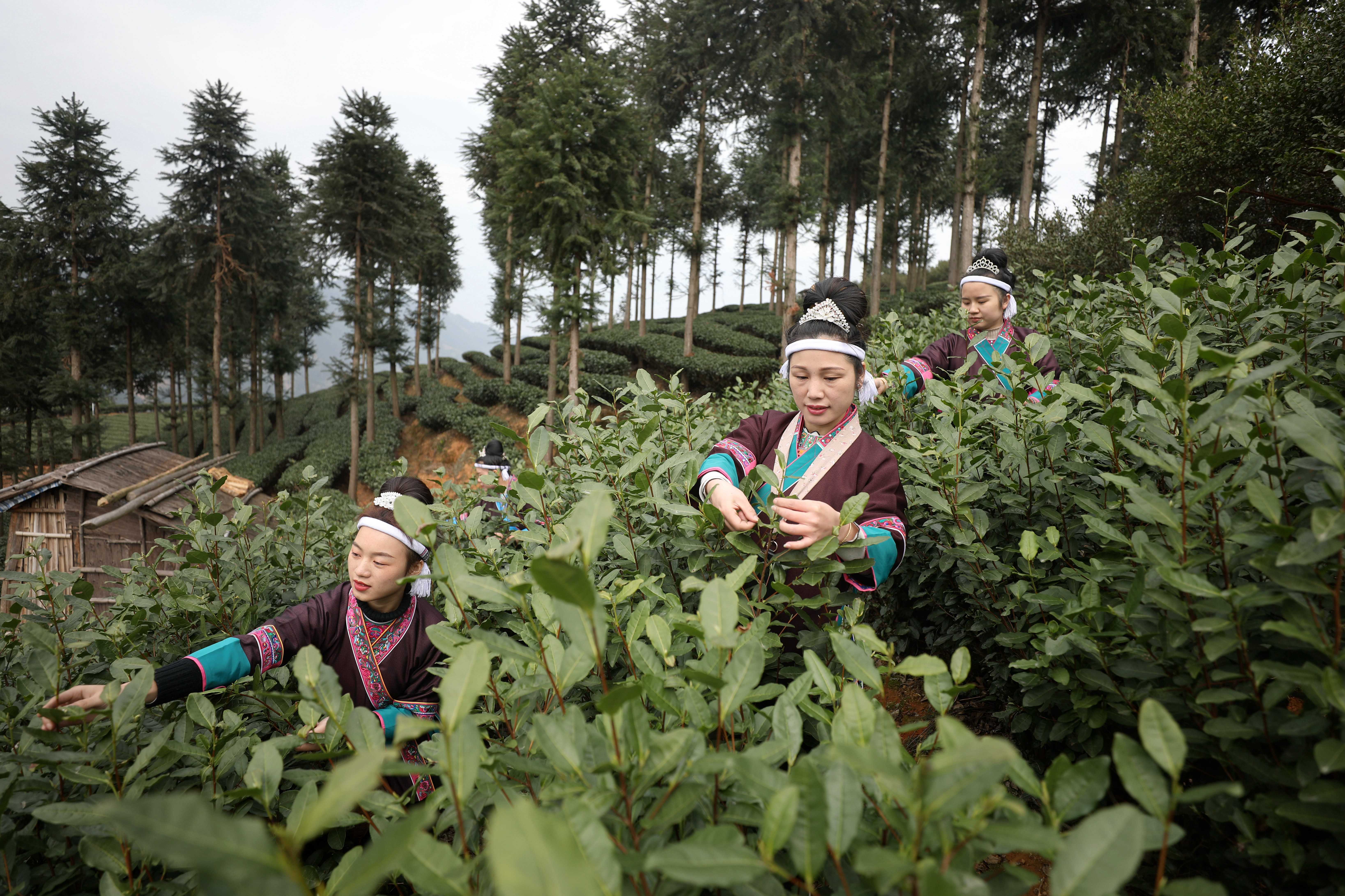 广西三江:抢鲜采新茶(5)