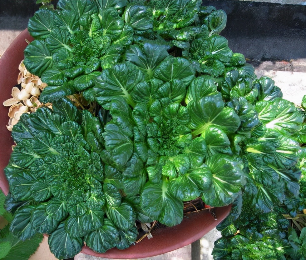 6种"大叶菜",天生不怕冷,阳台种一些,能吃一个冬天