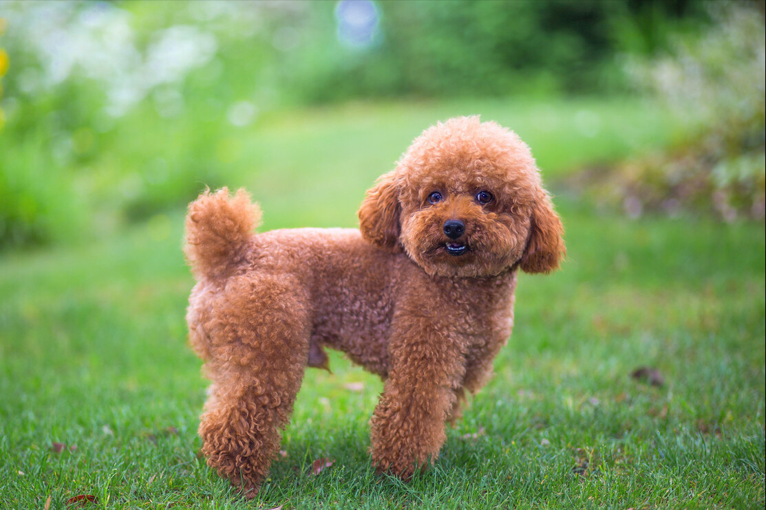 需要给泰迪犬挤肛门腺吗?不挤的话,会有什么后果?