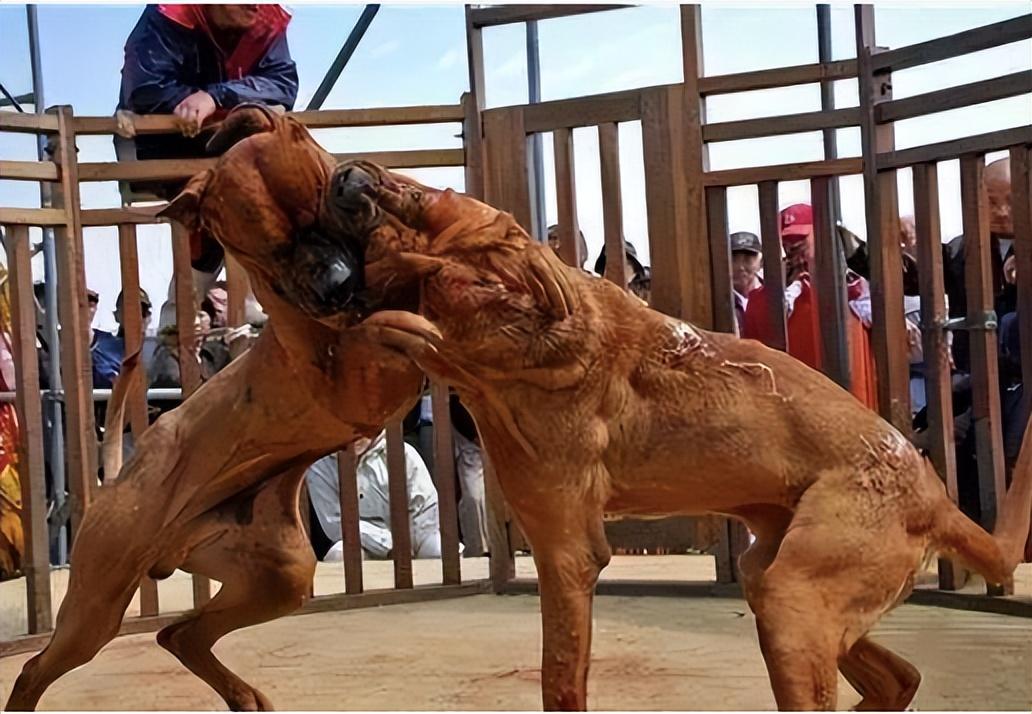 世界上被禁養的六大猛犬你以為藏獒的戰鬥力真的是吹的嗎