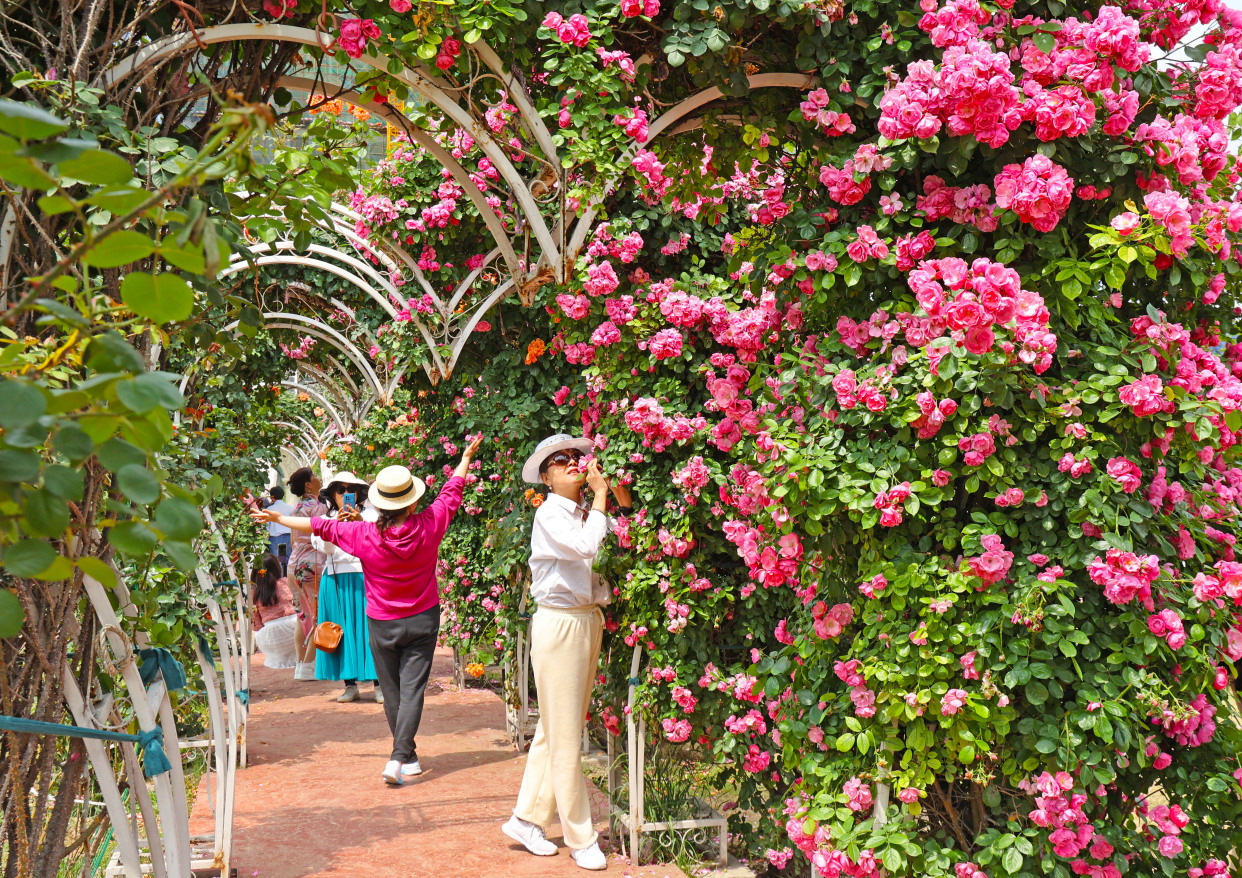 新寺遗址公园夏花浪漫