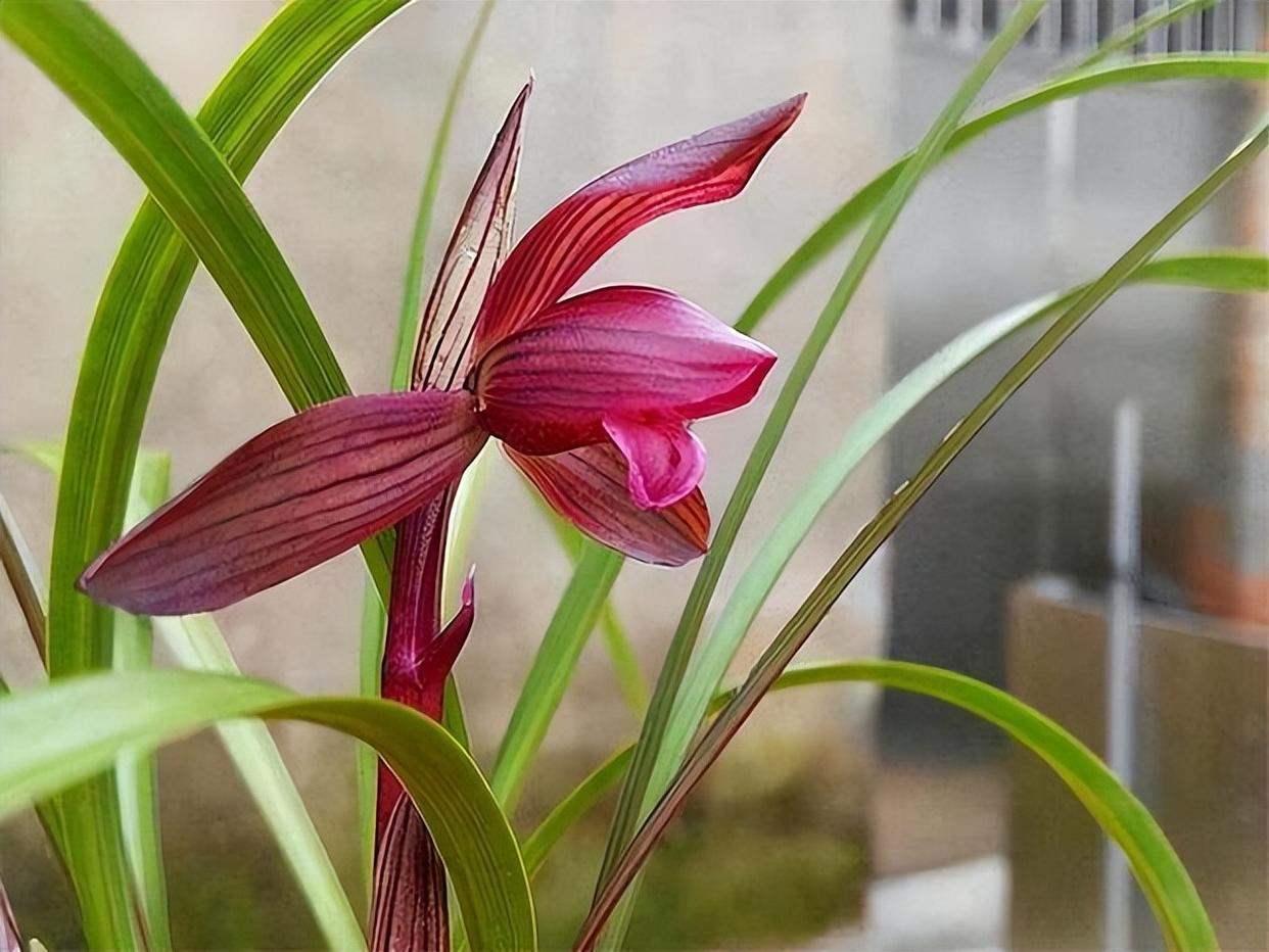 春兰十大红素之首"醉红素",红杆红花,兰香芬芳,新手养兰首选