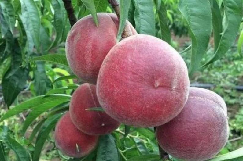 桃子中的香饽饽,果肉丰厚,口感鲜美,有空地的朋友可以自己种