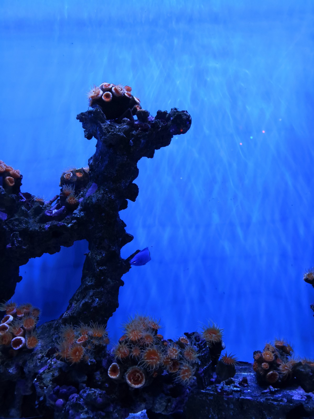 武汉东湖海洋乐园之珊瑚