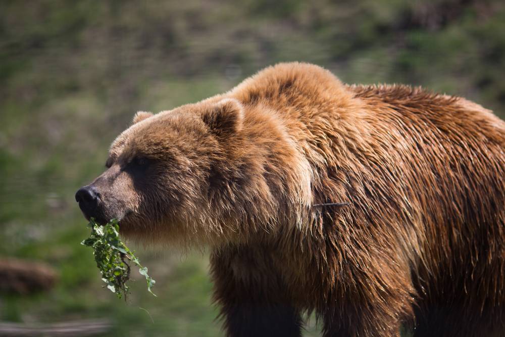 冬眠的熊被其他动物偷袭了怎么办?它们得憋尿7个月,不难受吗?