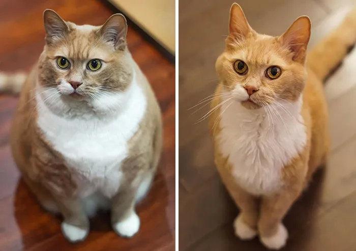 猫咪肥胖的5大原因,不要让你的溺爱变危害!