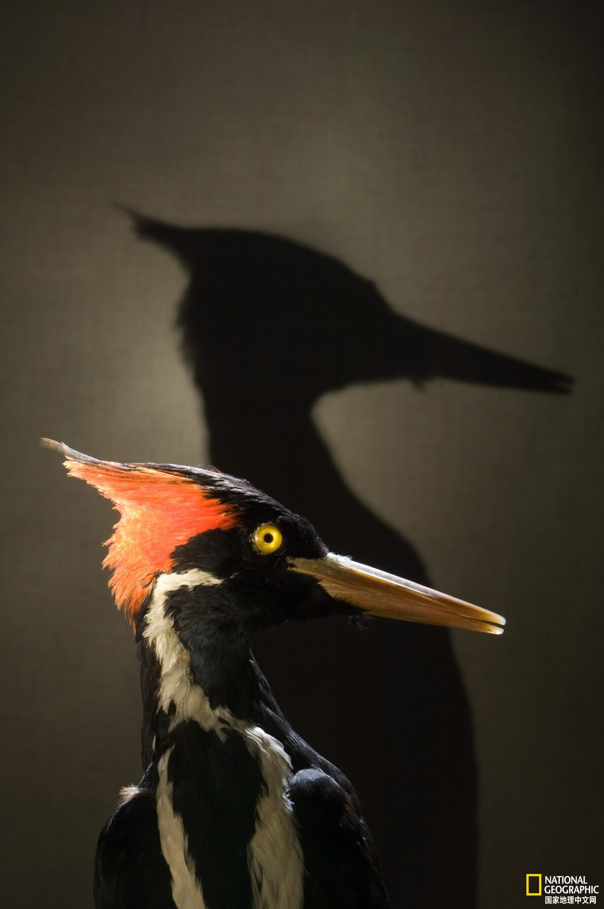 象牙嘴啄木鸟正式宣告灭绝