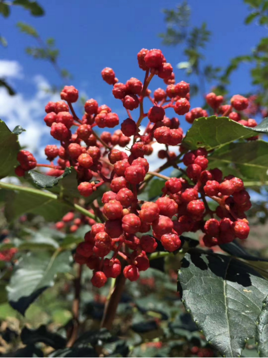 国际火锅产业联盟吉祥物锅宝诞生啦!武都花椒成标配