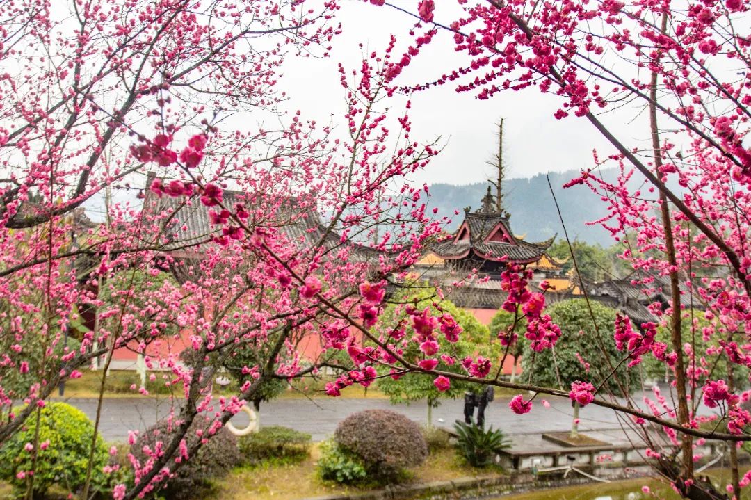 雨後天晴,一起去開州舉子園欣賞春日美景