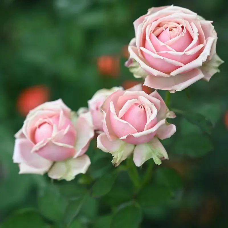 浪漫伊甸园月季,旧时光和老电影的味道|花名册no.00095