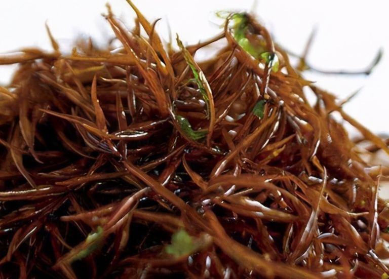 美食指南:羊栖菜的做法