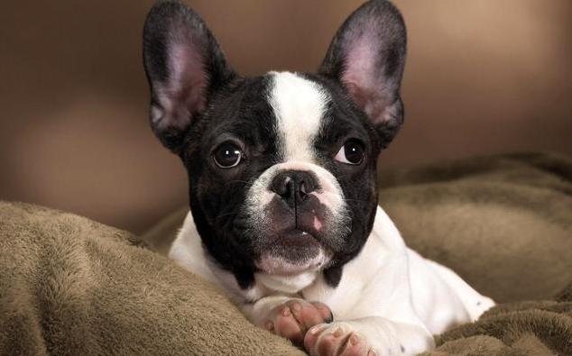 不少人养的法国斗牛犬都是串串,纯种的有这几个特征,你家狗纯吗