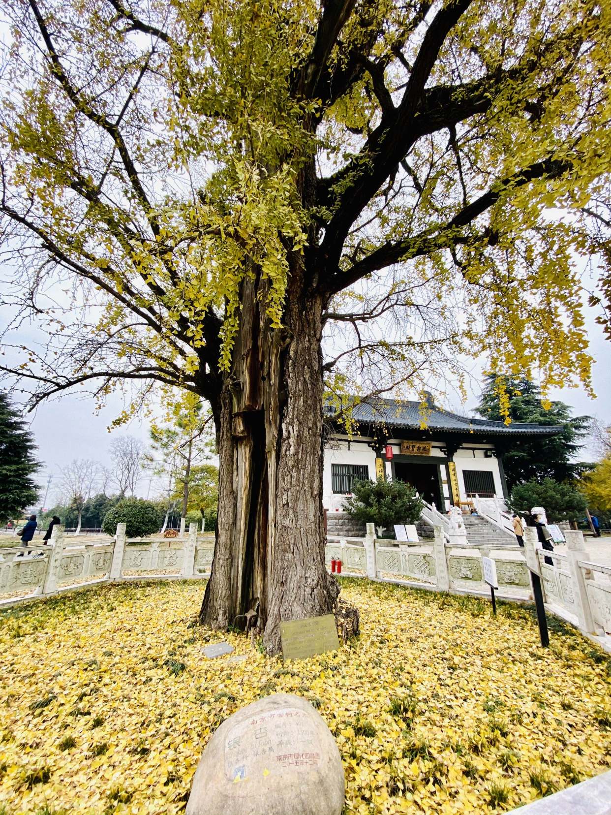 初冬,相約南京古惠濟寺,三棵千年銀杏讓你一次看夠