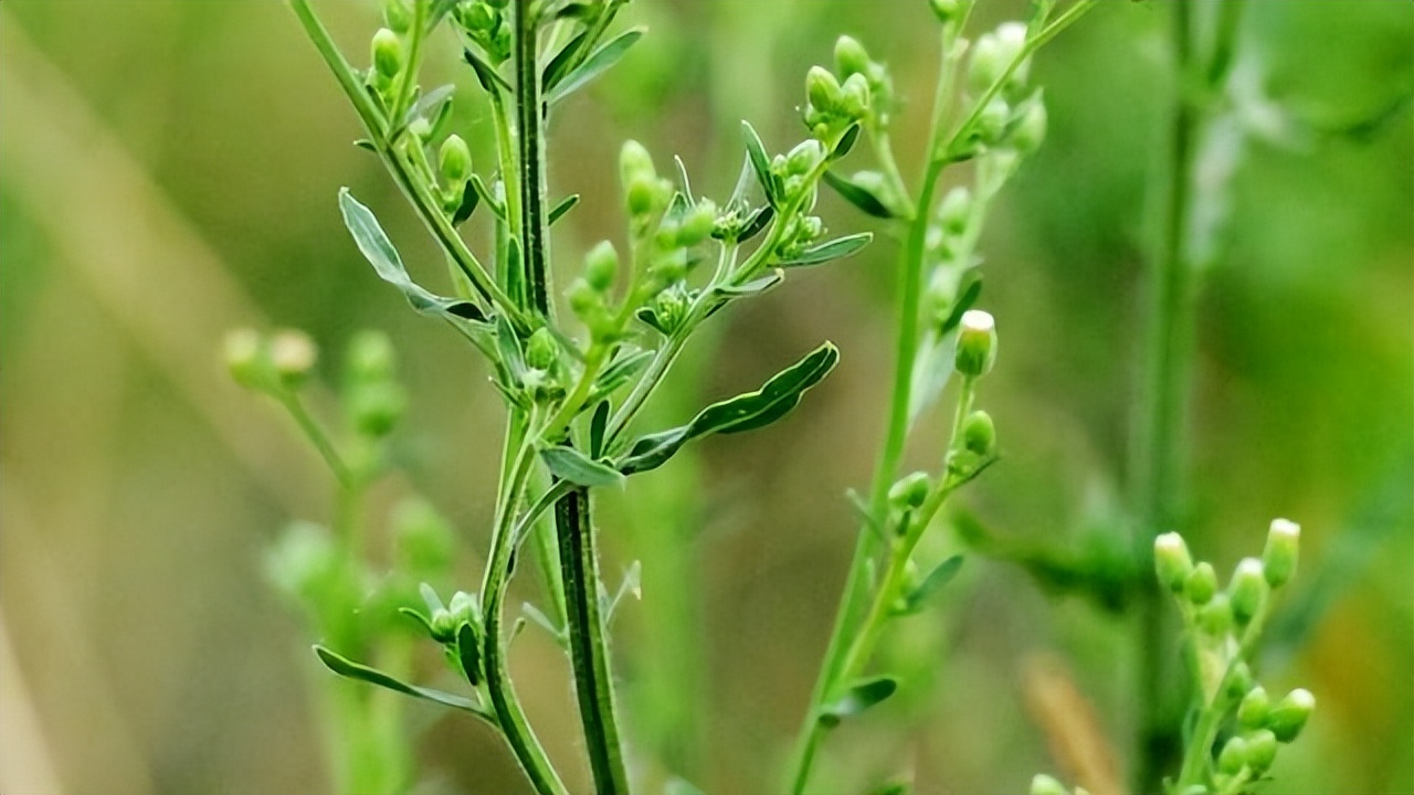 农村草药神奇功效多多,这种"香丝草"竟然可以治感冒