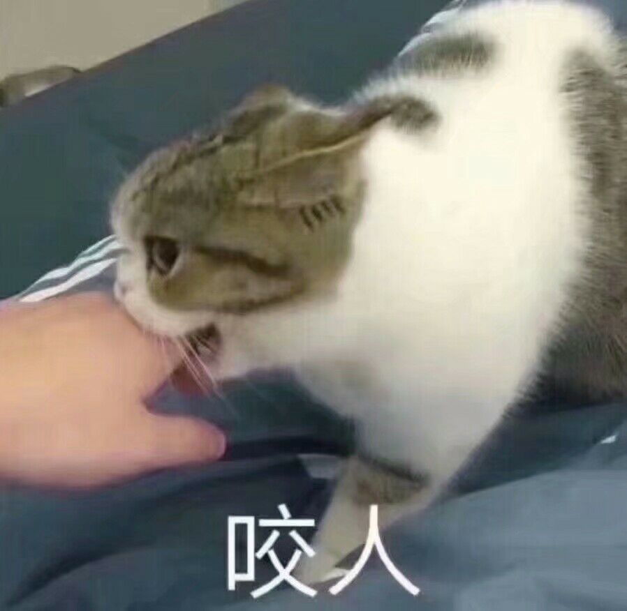 猫咪忽然咬人