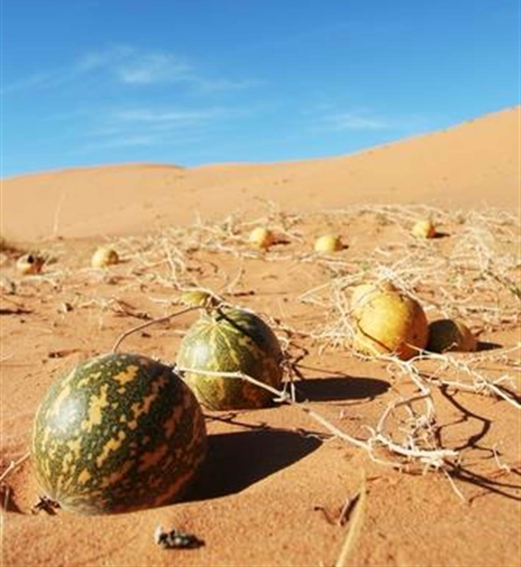 药西瓜沙漠图片
