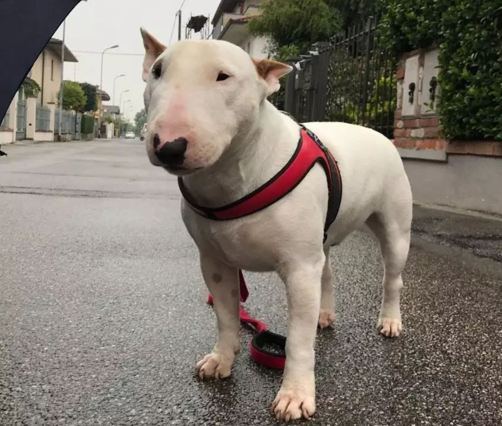 像猪脸的宠物狗是什么品种?