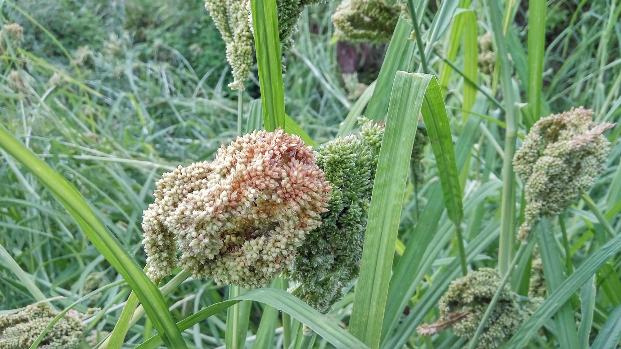 湖南新化家家种植的糁子,果实称为黑珍珠,做成粑蒸鸡吃最美味