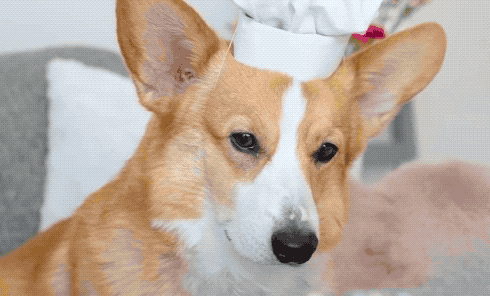 柯基智商在狗狗界排名11,算是比较高智商的狗狗,相当于人类5~6岁.