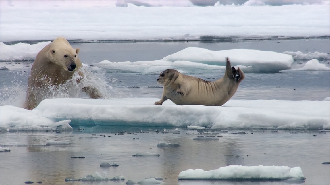 北极熊是如何捕食海豹的?它们为啥不怕冷?