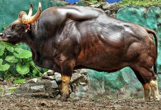 世界体型最大牛!云南有不足200头