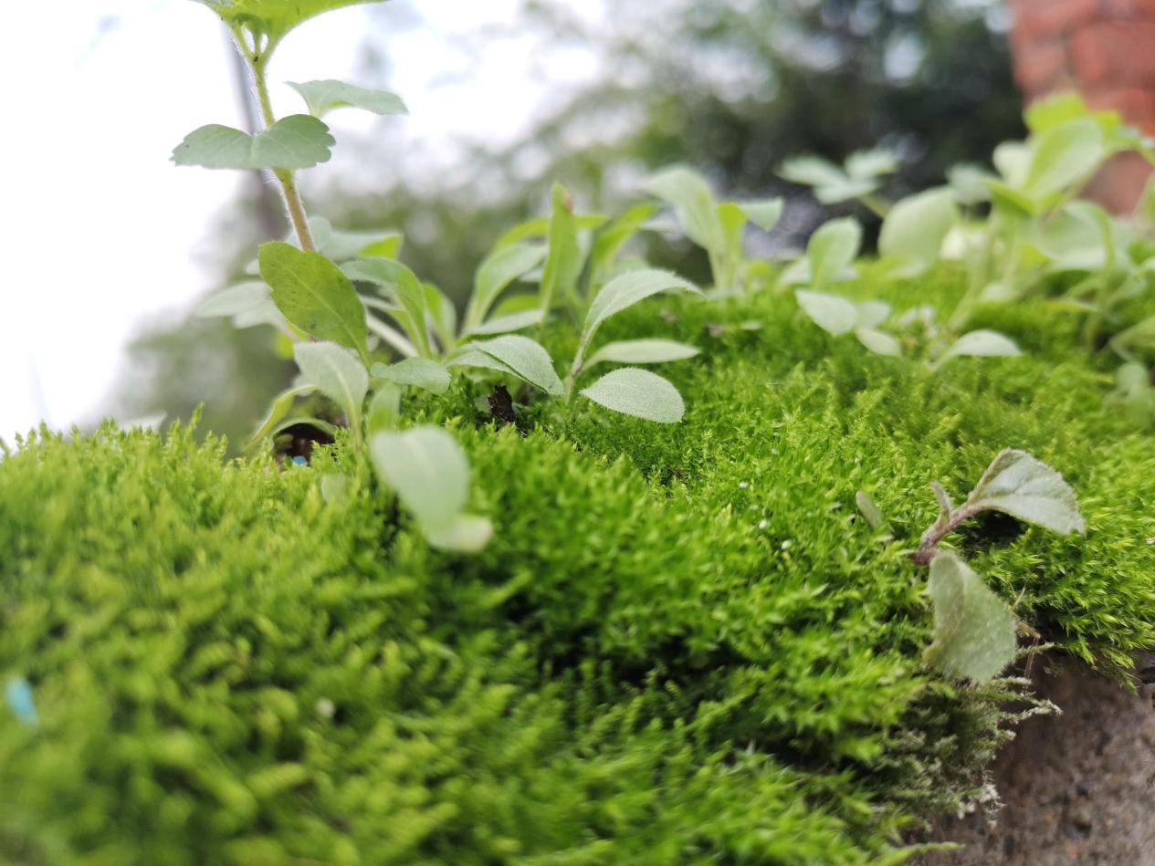 藻类植物都生活在水中吗?