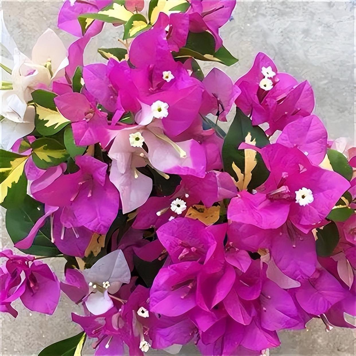 精品花卉——金心双色三角梅