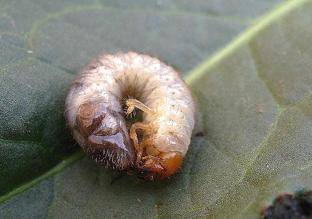 农村这虫遍地是,城里人都爱吃!但只要生在花生地,便颗粒无收!