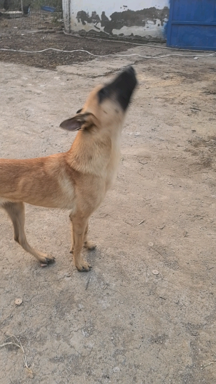 马犬卷尾失格图片图片